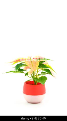 Poinsettie varigate, Euphorbia pulcherrima, fotografata su sfondo bianco. Foto Stock