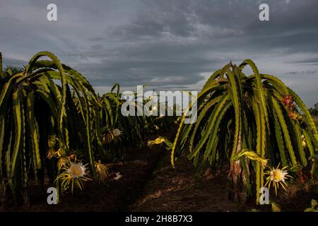 Pitaya A pitaya è un albero che viene coltivato principalmente per i suoi frutti. Questo albero è cresciuto molto nella provincia di Binh Thuan, Vietnam Foto Stock