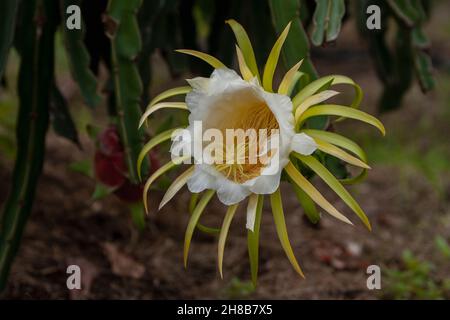 Pitaya A pitaya è un albero che viene coltivato principalmente per i suoi frutti. Questo albero è cresciuto molto nella provincia di Binh Thuan, Vietnam Foto Stock
