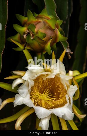 Pitaya A pitaya è un albero che viene coltivato principalmente per i suoi frutti. Questo albero è cresciuto molto nella provincia di Binh Thuan, Vietnam Foto Stock