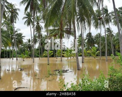 Acqua marrone allagò la terra nella piantagione di cocco, alluvione nella stagione delle piogge, Thailandia Foto Stock