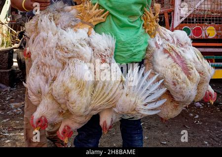 Fuori da un macello nell'area di Bhendi Bazaar a Mumbai, in India, un venditore di pollo trasporta un mazzo di polli vivi legati insieme ai loro piedi Foto Stock