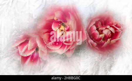 Vista di bella tulipano bianco morbido fiori bouquet attraverso vetro congelato finestra. Fiori di primavera - simbolo di primavera e amore in cornice hoarfrost. Foto Stock