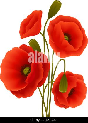Grappolo di romantico rosso papavero fiore fiori isolati illustrazione vettoriale Illustrazione Vettoriale