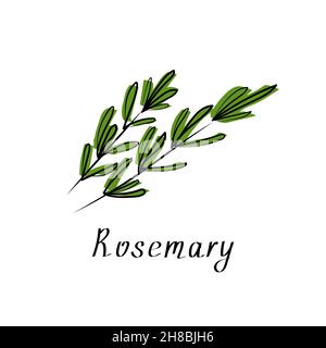 Rametti di rosmarino. Aroma erbe icona. Illustrazione vettoriale. Illustrazione Vettoriale
