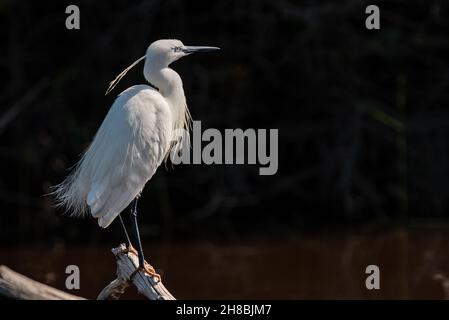 Little Egret, Egretta garzetta, a Port Alfred, Provincia del Capo Orientale, Sudafrica. Foto Stock