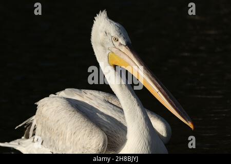 Un Pelican dalmata, croccante di Pelecanus, nuotando su un lago nella riserva naturale delle paludi di Arundel. Foto Stock