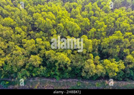 Vista aerea della foresta di mangrovie costiere a Dhal Chhar. Dhal Char è una delle numerose isole nel delta del fiume Meghna nel Gange De più ampio Foto Stock