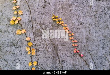 Fogliame autunnale su viti che crescono su un muro di cemento Foto Stock