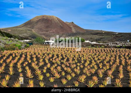 Beautiful volcanic landscape with a farm and a field of Aloe vera in front. Lanzarote, Canary Islands, Spain. Image taken from public ground. Foto Stock