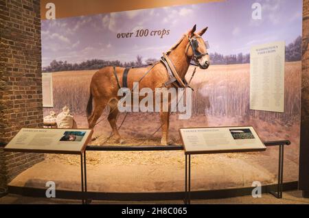 Una mulo marrone americano che tira un aratro e usato per i campi agricoli. Presso la residenza del presidente George Washington, Mount Vernon, in Virginia, vicino a Washin Foto Stock