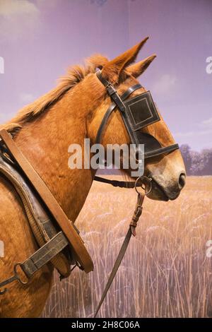 Una mulo marrone americano che tira un aratro e usato per i campi agricoli. Presso la residenza del presidente George Washington, Mount Vernon, in Virginia, vicino a Washin Foto Stock