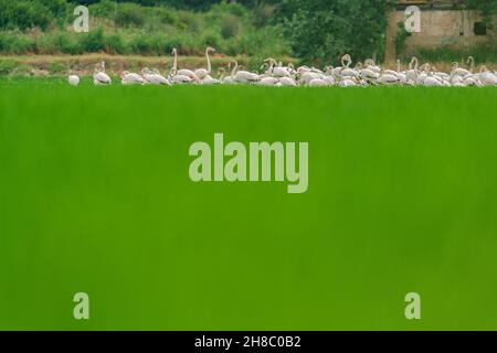 Grande gruppo di fenicotteri che si nutrono sul campo di riso Foto Stock