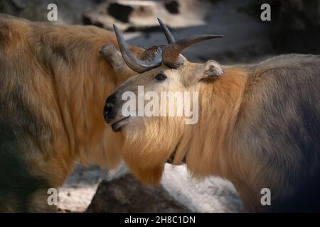 Takin Tibetano o Takin Sichuan (Budorcas taxicolor tibetana), antilope di capra, regione nativa: Tibet e le province di Sichuan, Gansu e Xinjiang in C. Foto Stock