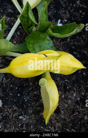 Lysichiton americanus, cavolo della scarpetta occidentale, cavolo della scarpetta gialla, cavolo della scarpetta americana o lanterna della palude, famiglia: Araceae, regione: Northwes del Pacifico Foto Stock