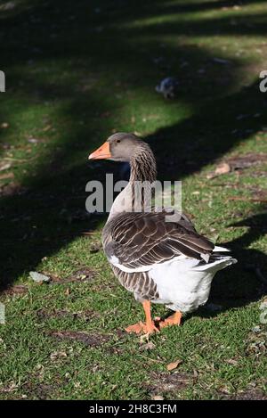 Un'oca grigia in piedi in una zona erbosa, la sua testa girata per guardare sopra la sua spalla Foto Stock