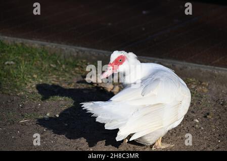 Anatra bianca di Moscovy che gira la testa per guardare sopra la sua spalla, mentre si trova su un pezzetto di sporco Foto Stock