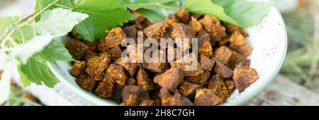 raccolto e foraged fungo di chaga selvatico betulla albero fungo è usato in medicina alternativa per preparare il tè healing per il trattamento. pulito e affettare Foto Stock