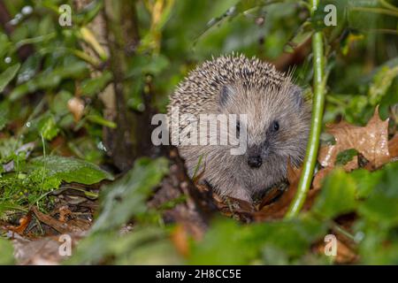 Hedgehog occidentale, hedgehog europeo (Erinaceus europaeus), camminando attraverso un prato umido con foglie cadute a fine autunno, vista frontale, Foto Stock