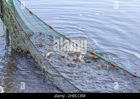 Laghetto di allevamento ittico, pesca in laghetto con senna, Germania, Baviera, Tirschenreuther Teichpfanne, Tirschenreuth Foto Stock