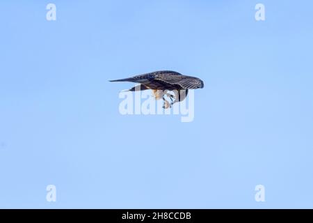 hobby settentrionale (Falco subbuteo), mangiare la libellula catturata in volo, vista laterale, Germania, Baviera Foto Stock