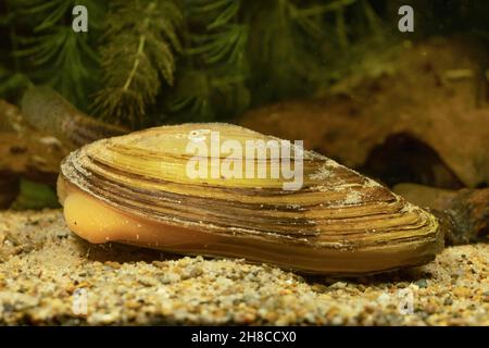 Common pond mussel, duck mussel (Anodonta anatina), with visible foot Foto Stock