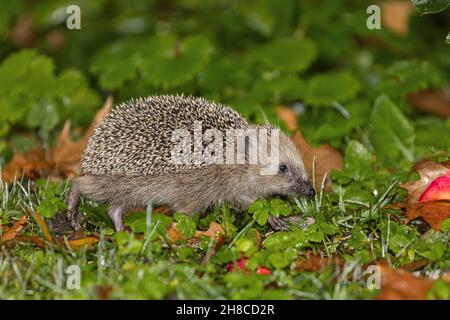 Hedgehog occidentale, hedgehog europeo (Erinaceus europaeus), camminando attraverso un prato umido con foglie cadute a fine autunno, Germania, Baviera Foto Stock