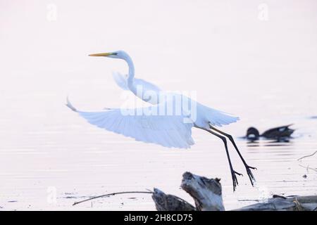 Grande egretta, Grande Egret Bianco (Egretta alba, Casmerodius albus, Ardea alba), a partire da ali allungate in controluce, colpo a tasti alti , Foto Stock