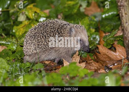 Hedgehog occidentale, hedgehog europeo (Erinaceus europaeus), camminando attraverso un prato umido con foglie cadute a fine autunno, Germania, Baviera Foto Stock