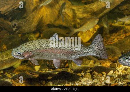 Trota arcobaleno (Oncorhynchus mykiss, Salmo gairdneri), nuoto, Germania Foto Stock