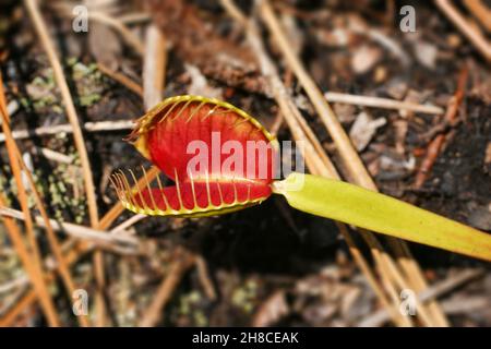 Singola trappola rossa della Venere Flytrap, Dionaea muscipula, Carolina del Nord, USA Foto Stock