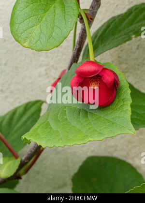 Un unico fiore rosso brillante del climber sinuoso Schisandra rubiflora Foto Stock