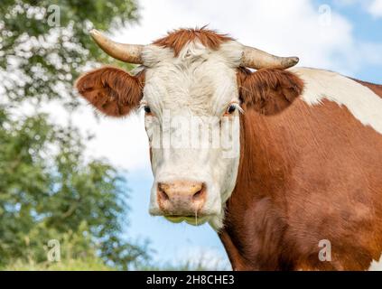 Ritratto di mucca, colpo vicino di una mucca di Montbeliarde cornea che guarda timido con foglie di albero come sfondo. Foto Stock