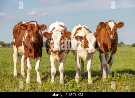 Quattro vitelli di fila, mucche affiancate, in piedi in posizione verticale in un prato verde, bianco rosso nei Paesi Bassi. Foto Stock