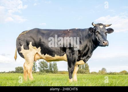 Mucca duplice scopo, latte e manzo nei Paesi Bassi, vista laterale, in piedi su erba verde in un prato, sullo sfondo un cielo blu. Foto Stock