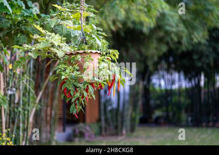 Chili Tree decorazione nel bel gadget a mezzogiorno. Foto Stock