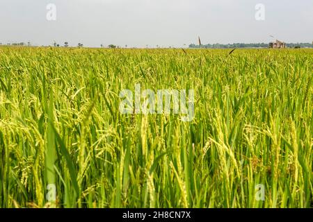 Sri Lanka, provincia di Uva, provincia di Uva, provincia di Uva, piantagione di riz, Anpflanzung von Reis, piantagione di riso Foto Stock