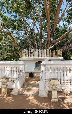 Sri Lanka, provincia du Centre, Centrale Province, Distretto di Badulla, Bandarawela, Tempio bouddhiste, buddhistischer Tempel, tempio buddhismo, arbre de l Foto Stock