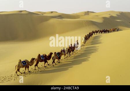 Ordos, la regione autonoma della Mongolia interna della Cina. 29 novembre 2021. La foto aerea mostra una mandria di cammelli nel deserto di Kubuqi, regione autonoma della Mongolia interna della Cina settentrionale, 29 novembre 2021. Credit: Wang Zheng/Xinhua/Alamy Live News Foto Stock