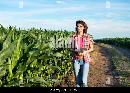 Caucasica fiducioso coltivatore di mais femminile in jeans blu cammina lungo il campo di mais con tablet pc nelle sue mani Foto Stock