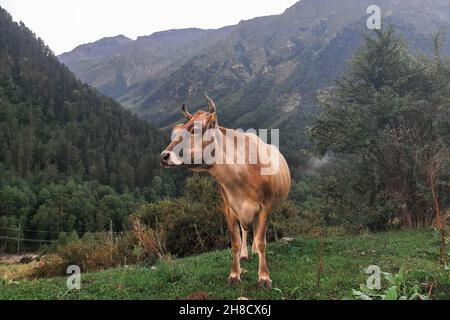 Mucca di montagna bruna pascolo su un pascolo caucasico in estate. Foto Stock