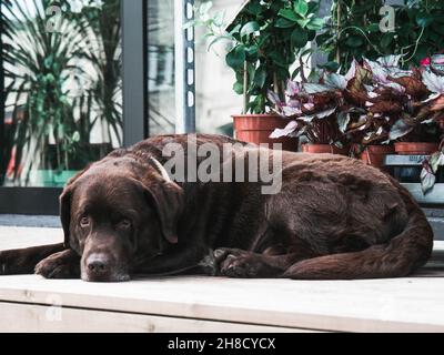 Un labrador di cioccolato adulto che si trova sul portico all'aperto Foto Stock