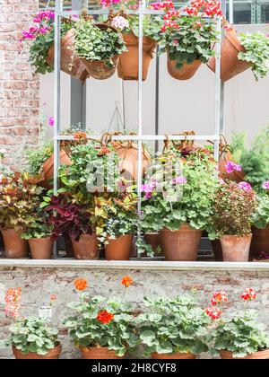 Vari fiori ed erbe in pentole di terracotta. Idee di giardinaggio verticali. Foto Stock