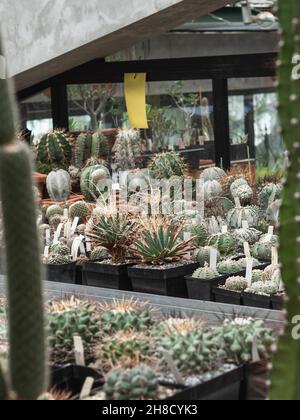 Grande collezione di cactus. Vari tipi di cactus e succulenti. Vista frontale Foto Stock