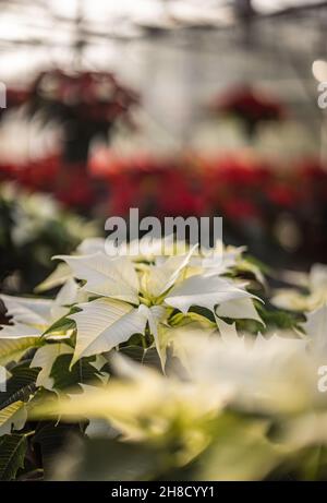 Meynell Langley Giardini Poinsettia, Euporbia pulcherrima. Varietà bianca Alpina. Prepararsi per il Natale Foto Stock