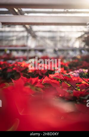 Meynell Langley Gardens Poinsettia Shoot Novembre 2021 Contatta Robert Walker. Euporbia pulcherrima.Red Variety ' Christmas Day' Foto Stock