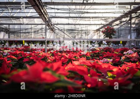 Meynell Langley Gardens Poinsettia Shoot Novembre 2021 Contatta Robert Walker. Euporbia pulcherrima.Red Variety ' Christmas Day' Foto Stock