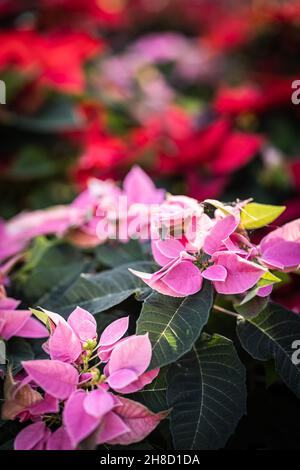 Poinsettia, Euporbia pulcherrima al Meynell Langley Gardens prepararsi per il Natale in varietà di fuoco 'Pink' Foto Stock