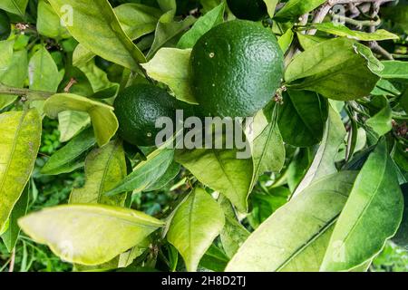 I tangerini dolci verdi crescono su un albero. Un mandarino di agrumi non maturo su un ramo verde. Foto Stock