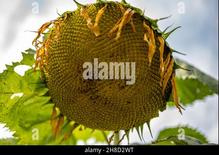 Fuoco selettivo sulla testa di girasole di caduta dopo che i petali si sono avviliti Foto Stock